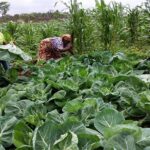 Governo  preocupado com agricultura devido a escassez de chuva