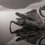 Lago na Tanzânia transforma animais em pedra e intriga cientistas há décadas